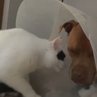 Cone for two?