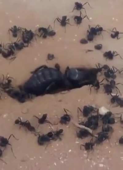 Land Spider evicting Rentoud ants