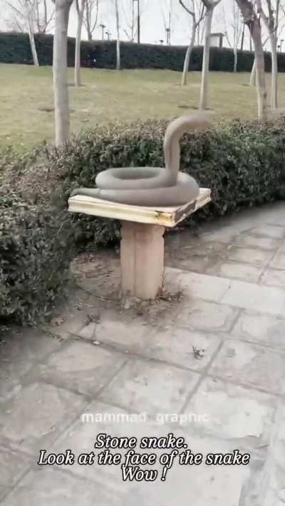 Stone snake stare