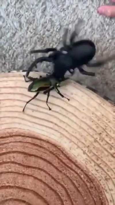 Spider vs Robot Spider