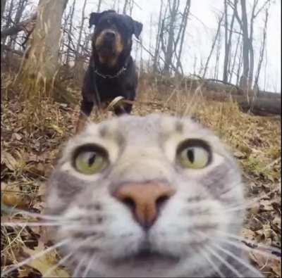 Dogs be gangin