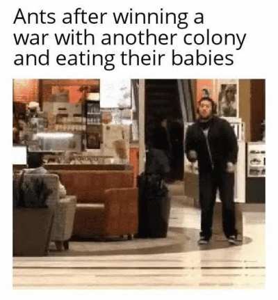 Ants are actually very brutal