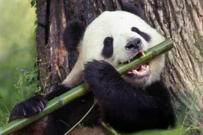 Unknown song ‘Kung Fu Panda’ (footage from alternate universe 009wayn03x1st)