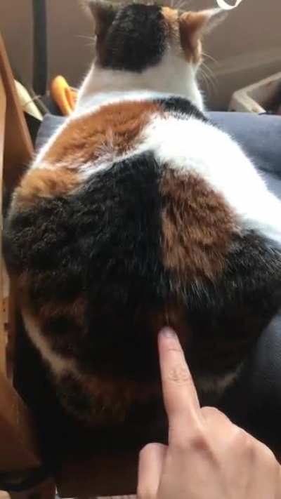 Is there something wrong with my cat?