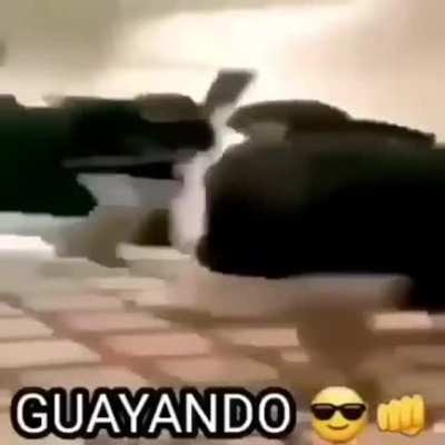 GUAYANDO 🤤🙏🔥🥶 fresh məme yal 🤣😛🇱🇾🐪