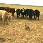 🔥 Cows Trying To Scare A Canada Goose