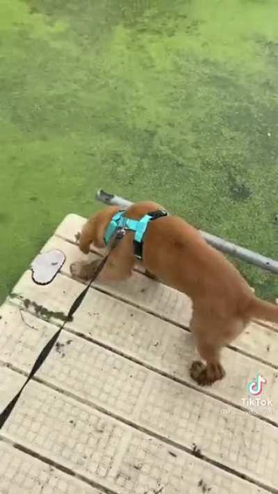 I don’t know which is funnier the girl or the dog.