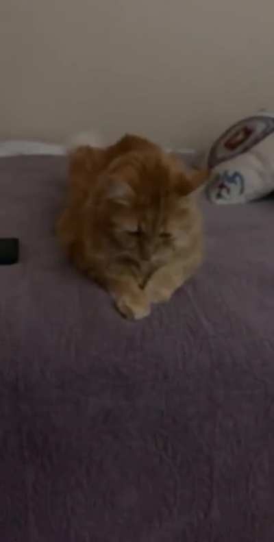 Here, let me show you how to curl