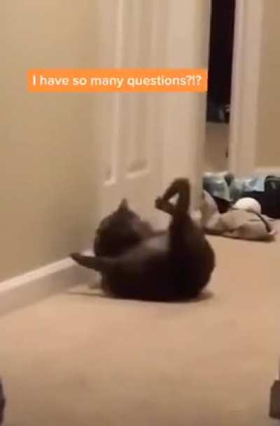 Все любят котиков.