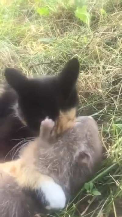 When you buy a cat to get rid of the rats in your garden
