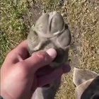 Баян про телеф<wbr>он.