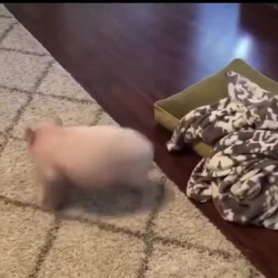 Someone’s got the spins