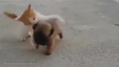 I know cat fu