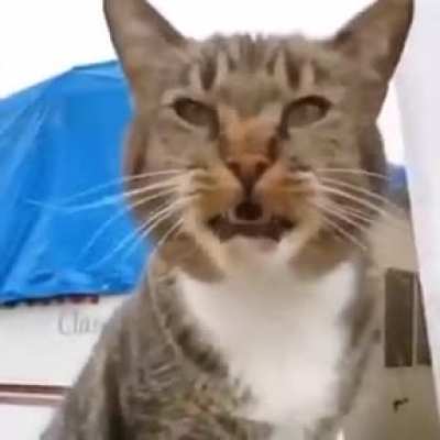 powerful meows