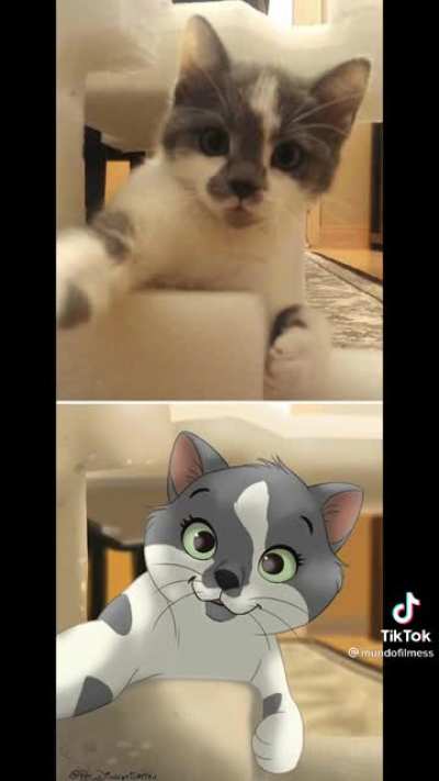 Animais bombados