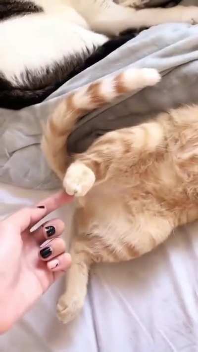 LazierCat