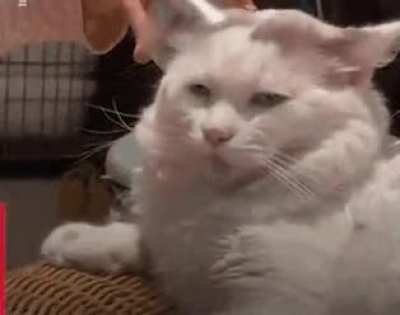 Hooman, please...