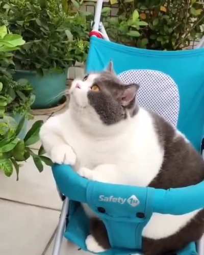 Be the baby, kitty.