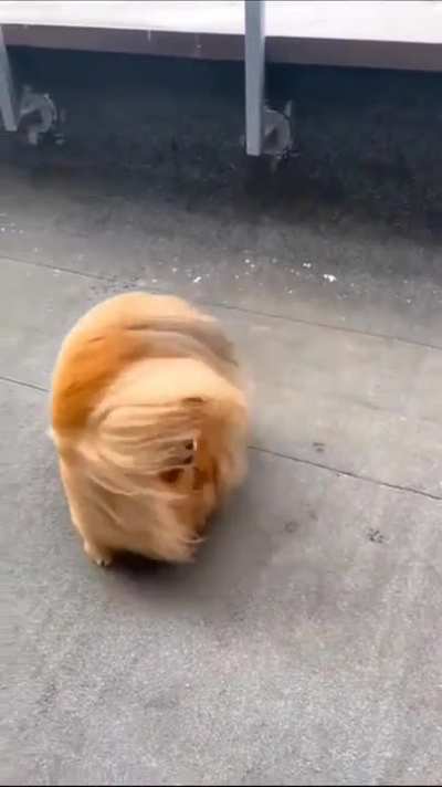 Orb piercer irl