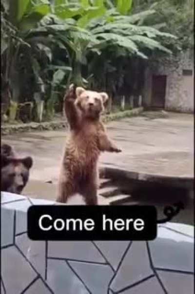 Don't feed the bears