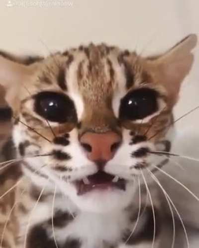 rawr xd