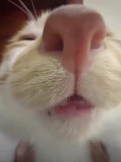 Oops! All nose!