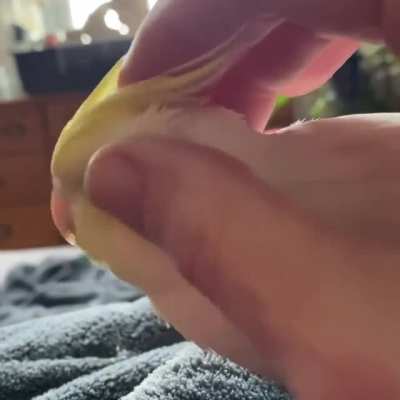 Ok those are the scritches you were looking for