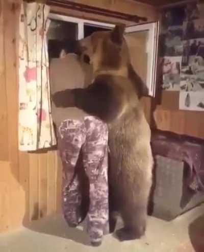 Big Fluffy Bear stands up, licks and hugs the Man