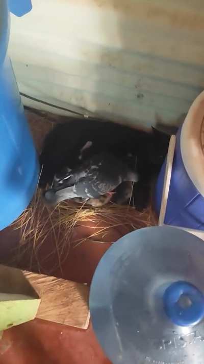 Here’s an update of the dove making a nest for the cat mama