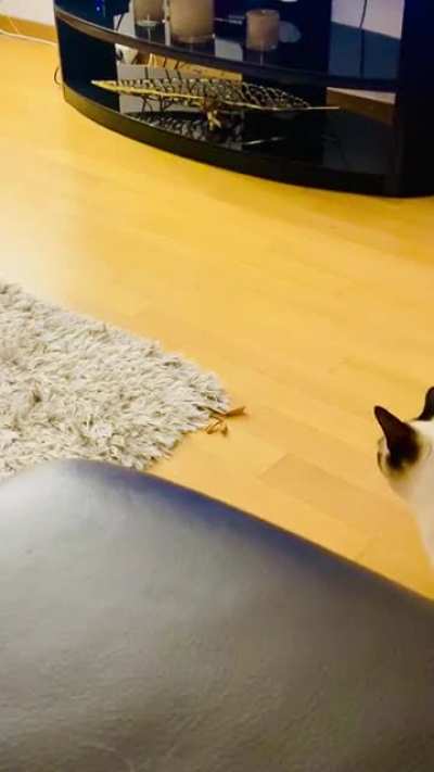 The invisible mouse
