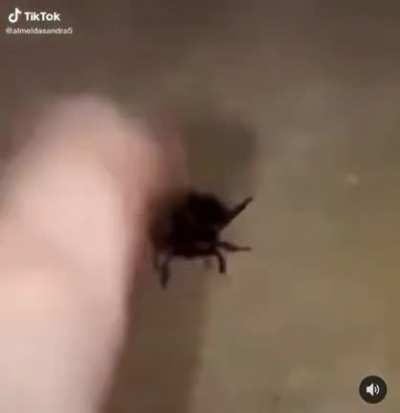 Beetle boy