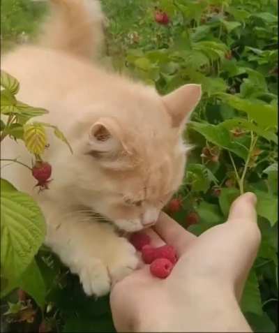 Малинки