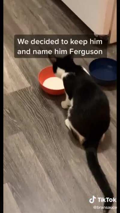 Wholesome cat