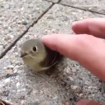🐦 