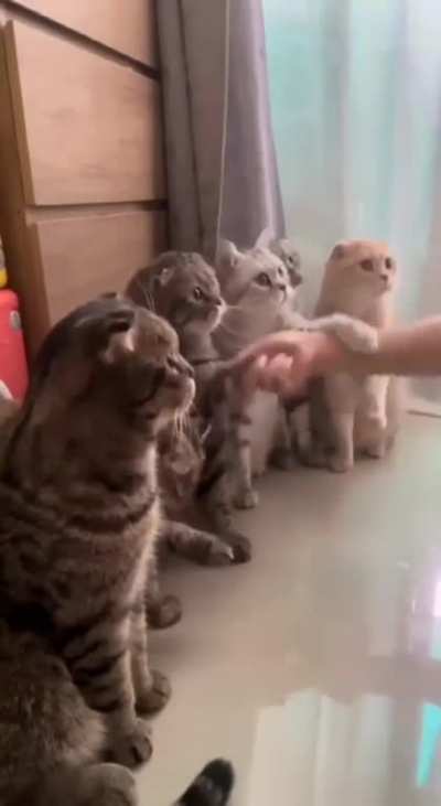 Cat.