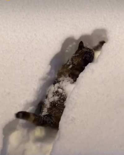 Snowplough Life