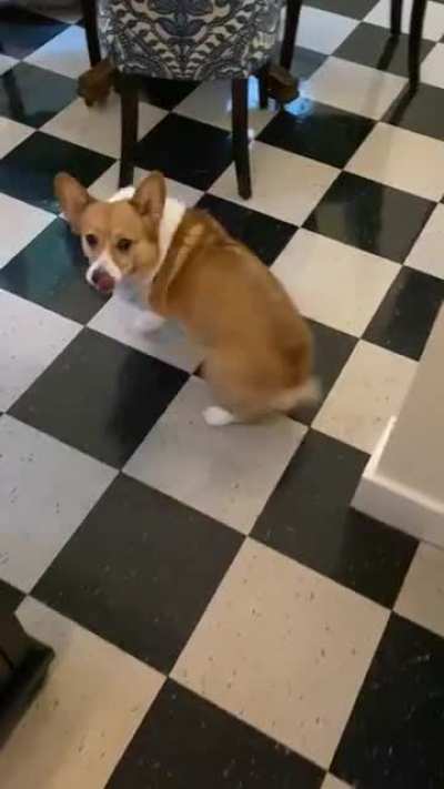 Dinner Zoomies
