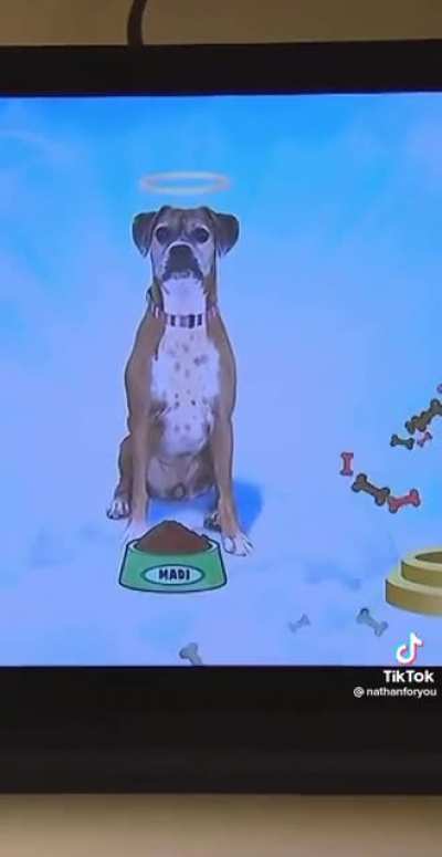 The Road to Doggy Heaven is Paved with Good Intentions…