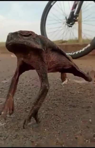 Frog lee