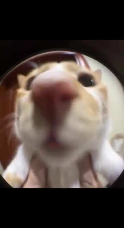 Open the door pls