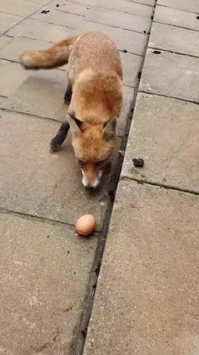 We've been feeding her and her pups for nearly 2 years now