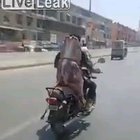 Meaty passenger!