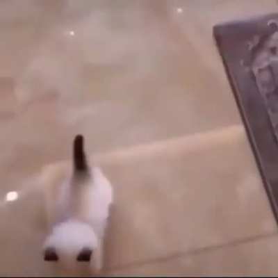 Tail up and on the move