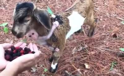 Baby goat, baby goat, munching on some barries...