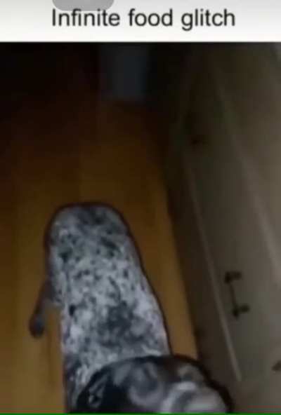 What the dog doin