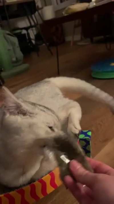 Catnip gone wrong
