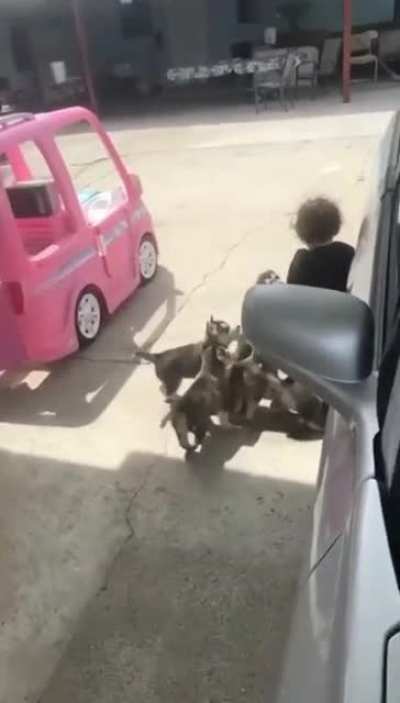 Pack of puppies