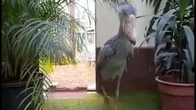 Flashback Bird