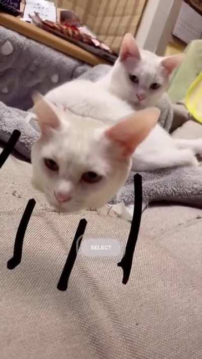 Dancing cat face