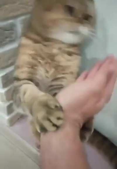 Martial arts with cat